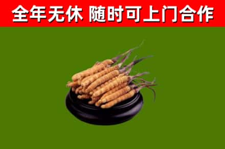 普洱烟酒回收冬虫夏草.jpg